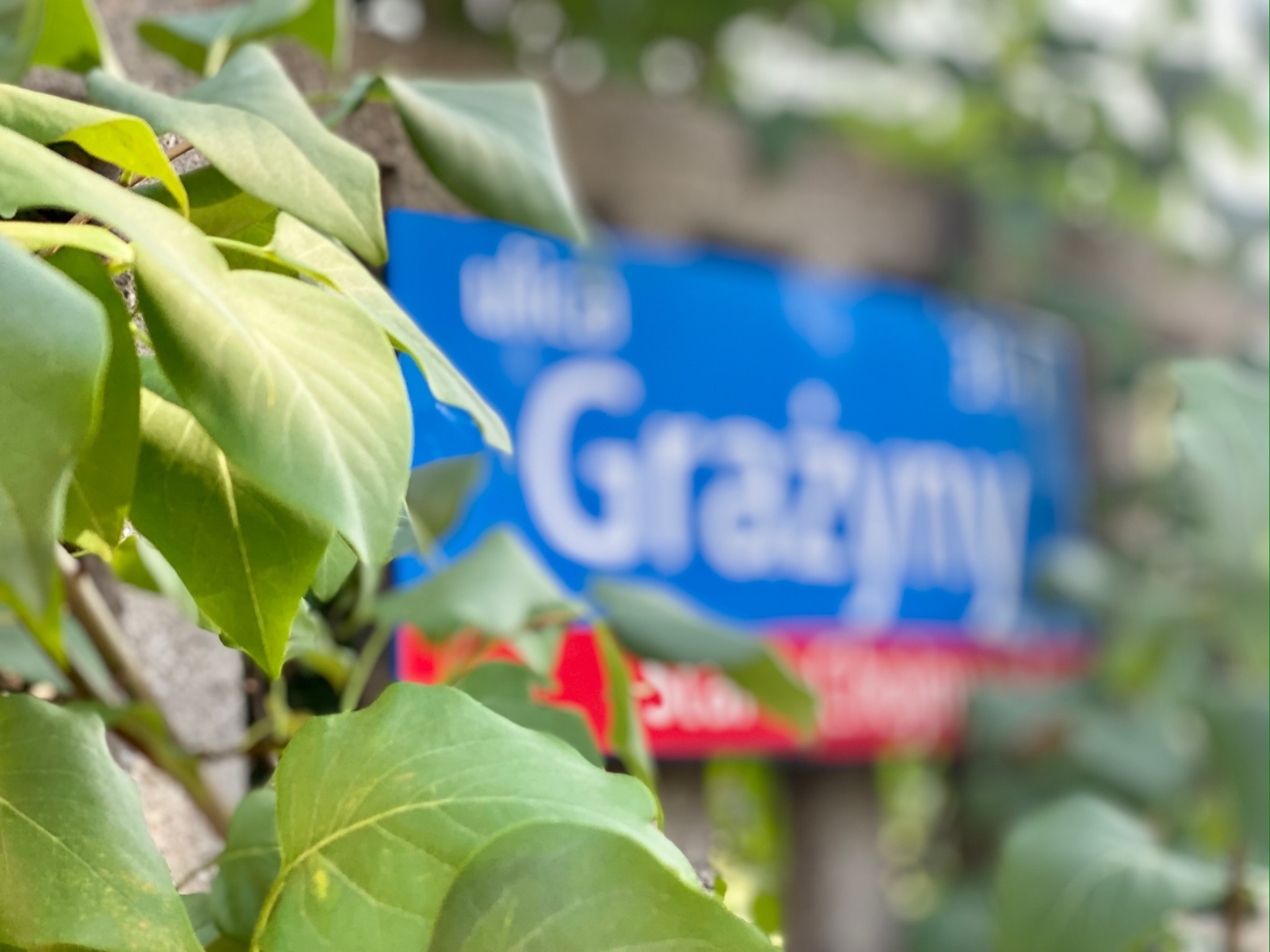 Grażyny - zapowiedź
