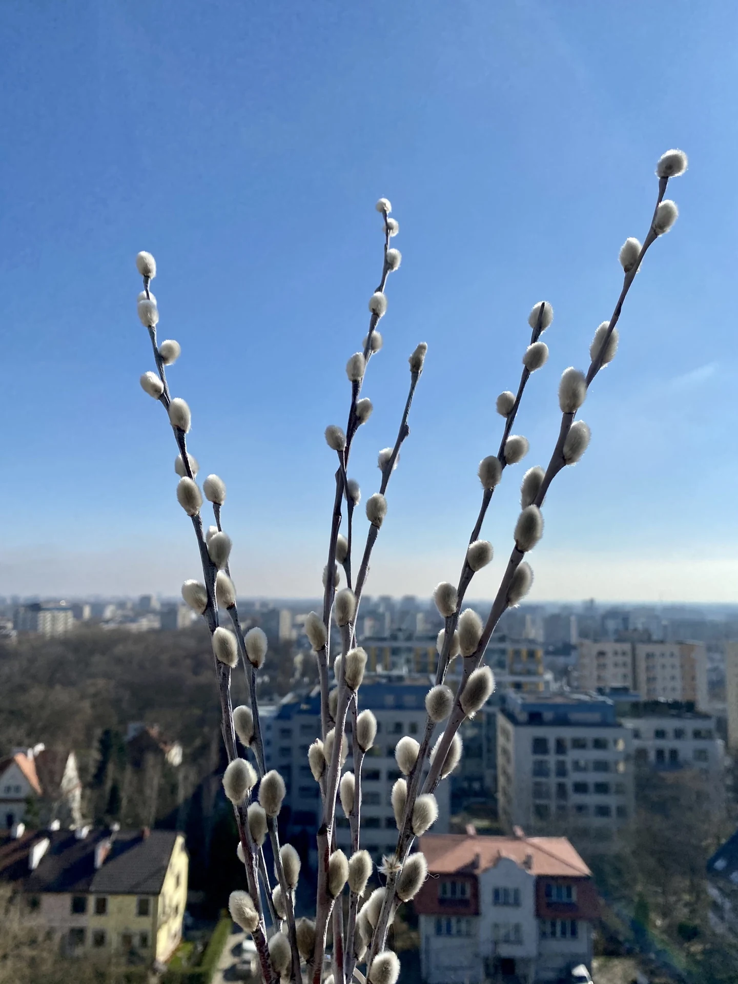 Słoneczne, miłe i puchate
